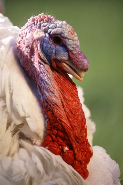 WhiteTurkeyBirdFace