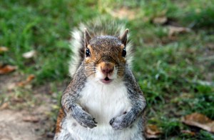 squirrel-post4